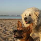 ...e con degli altri cagnolini